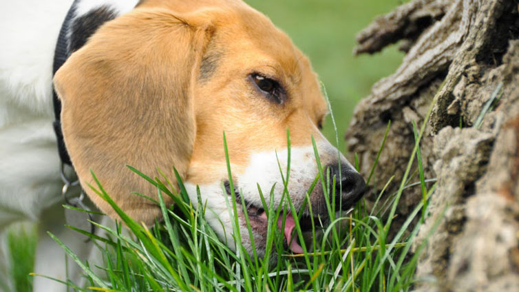 Varför äter hundar gräs?