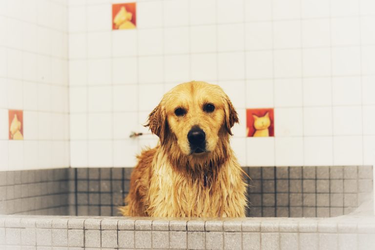 Hur ofta behöver hundar bada?