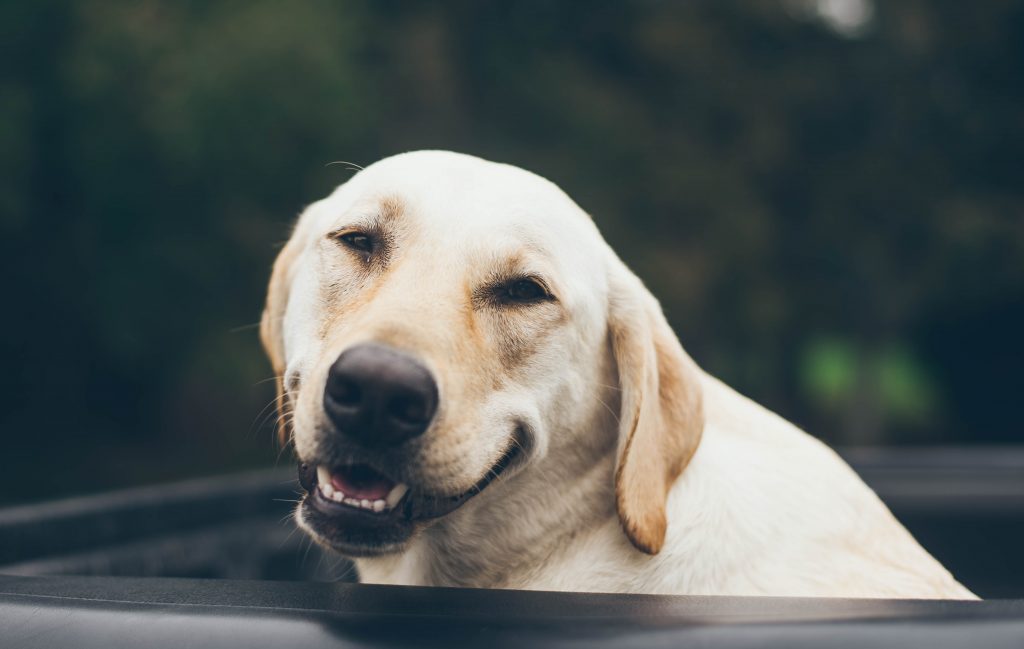 Observation av "lycka" hos hundar