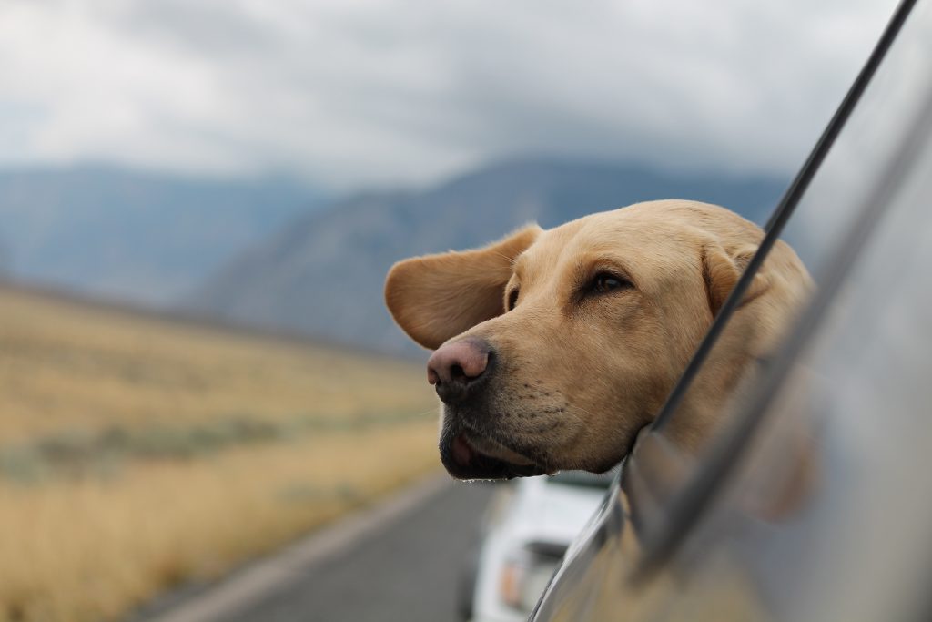 Så reser din hund säkert i bilen