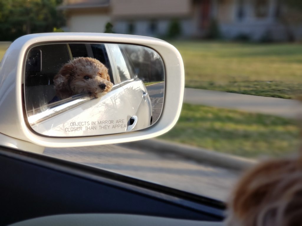 Köra hund i bilen