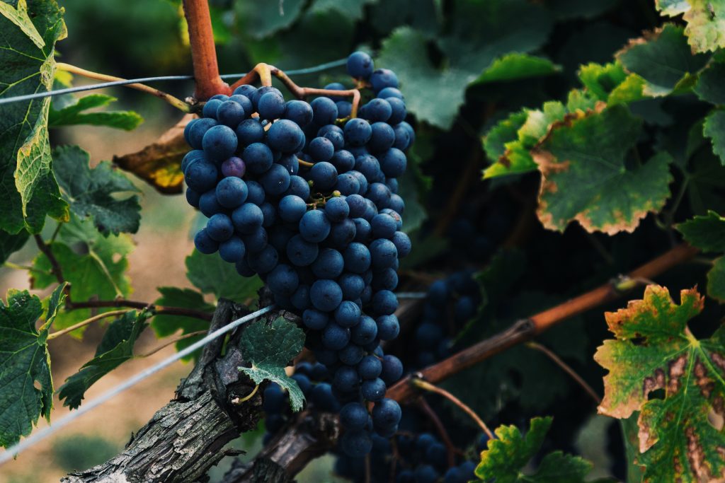 Hemmagjort vin – gott eller bara rolig hobby?